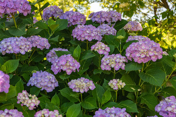 梅雨　晴天の紫陽花