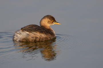 A little Grebe also known as Tachybaptus ruficollis and dabchick wading in a lake with its reflection and ripples in the water