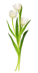 Three white tulip flowers