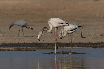 Two greater flamingos displaying and practicing their dancing skills with a demoiselle crane in the background at Jodhpur Rajasthan India on 9 February 2019 