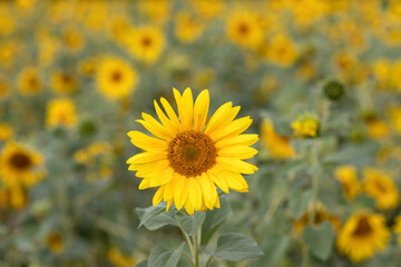 Focus on a single sunflower head against the field of sunflowers