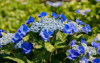 梅雨　晴天の紫陽花