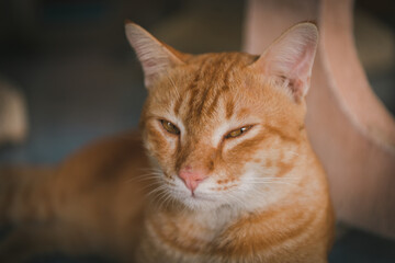 close up portrait of a cat