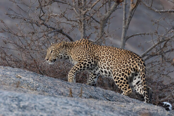 An adult Indian leopard with its twisted tail gracefully walking on a rock and looking straight with small trees in the background in Rajasthan India