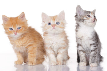Fototapeta na wymiar Three cute kitten on white
