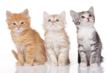 Three cute kitten on white