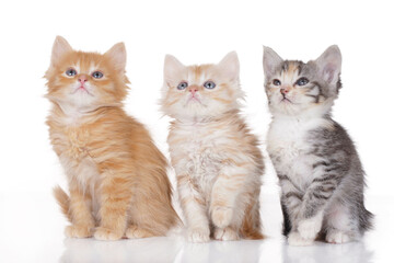 Fototapeta na wymiar Three cute kitten on white