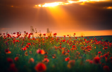 field of poppies