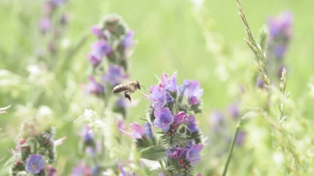 bee pollinates the plant in summer selective focus