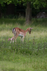 Fallow deer with fawn - 358521995