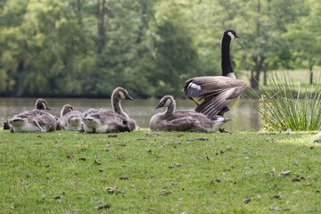 family of geese in the park - 358522137