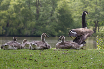 family of canada geese - 358522168