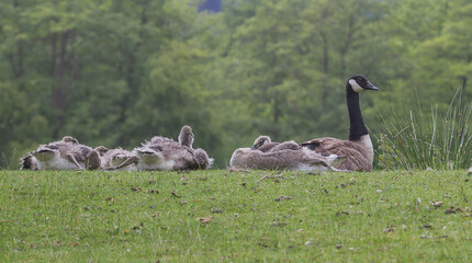 group of geese in the park - 358522191