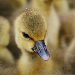 a little cute fluffy funny Gosling.