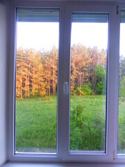View from the window of a pine grove