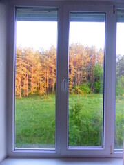 View from the window of a pine grove