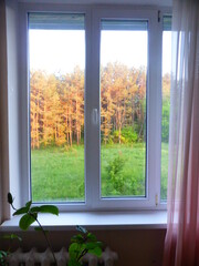 View from the window of a pine grove