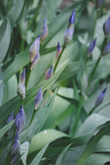 purple flowers iris in the garden