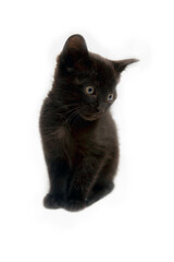 small black cat