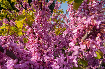 Close-up of the Beautiful pink flowers of the Judas-Tree (Cercis siliquastrum)