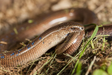 snake (Anguis colchica) eating another snake