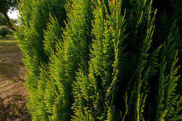 Close-up of Cypress green plant