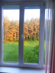 View from the window of a pine grove