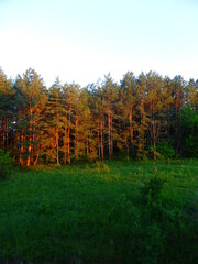 View from the window of a pine grove