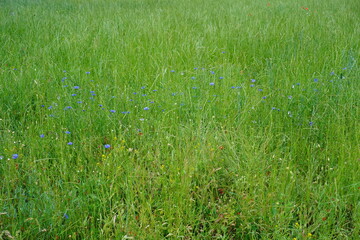 Grüne Wiese mit Kornblumen