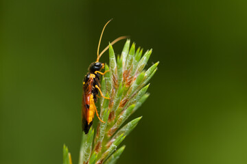 beetle on a spruce twig with a green background