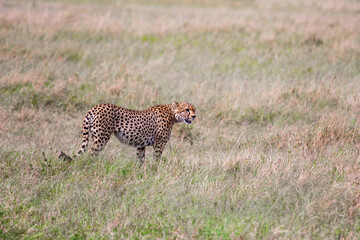 The family of cheetahs walks in the grass