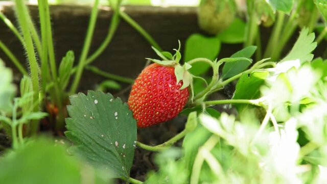 Strawberry field on fruit farm. Fresh ripe organic strawberry bed on pick your own berry plantation.