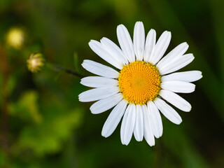 Obraz premium White daisy flower