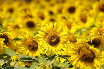 Naklejka premium field of sunflowers in summer
