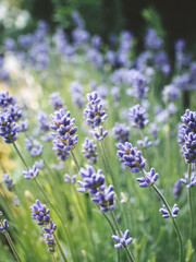 lavender field in provence