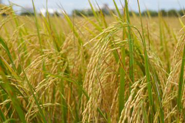 wheat field in the wind