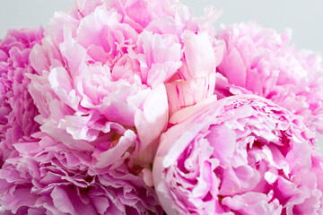 Pink peonies bouquet closeup, spring flowers for Mother's Day. Wedding events and other holidays.