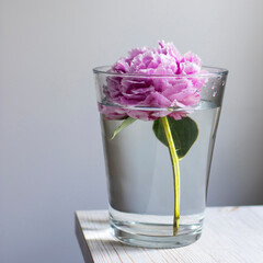 Pink peony in a glass vase against the background of a gray wall on a beige wooden table. Square format