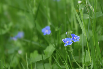 Colorful flower. Flower in garden at sunny summer or spring day. Flower for postcard beauty decoration and agriculture concept design.