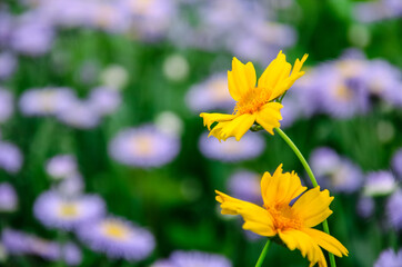 Obraz premium yellow flowers in the garden