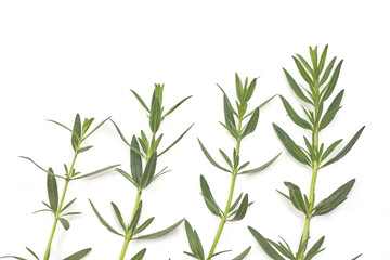 Fresh green rosemary isolated on white, top view. Aromatic herb.