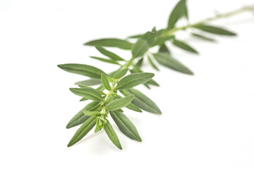 Fresh green rosemary isolated on white, top view. Aromatic herb.