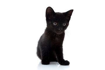 small black cat