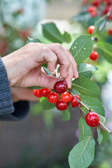 Female hand picking cherries from branch in garden