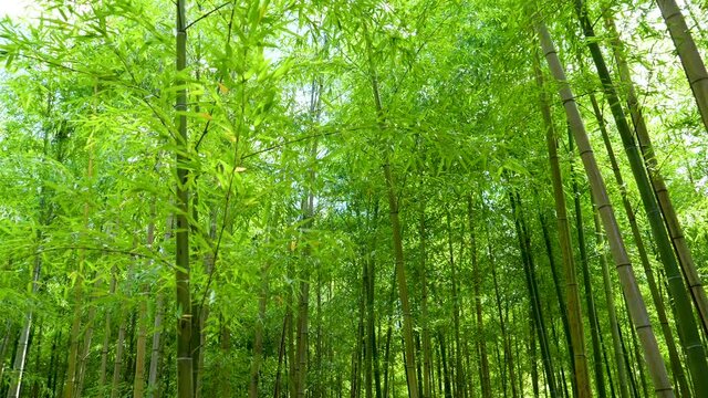beautiful bamboo forest growing- slow motion