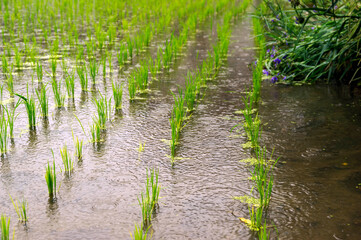 入梅の雨と水田