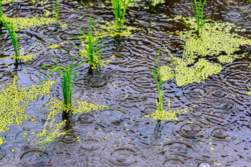入梅の雨と水田