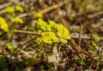 yellow beautiful flowers in the woods in the sun