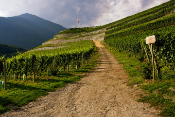 Vineyards in Alto Adige