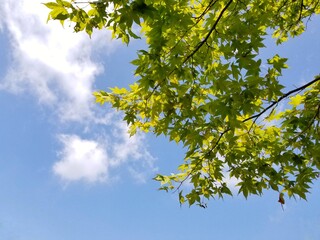 green maple leaves on blue sky
